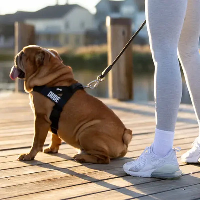 Dog Friendly Co. No-Pull Harness - Easy Fit, Safe and Comfortable Design for All Dogs - Lightweight, Chafe-Resistant Adjustable Straps