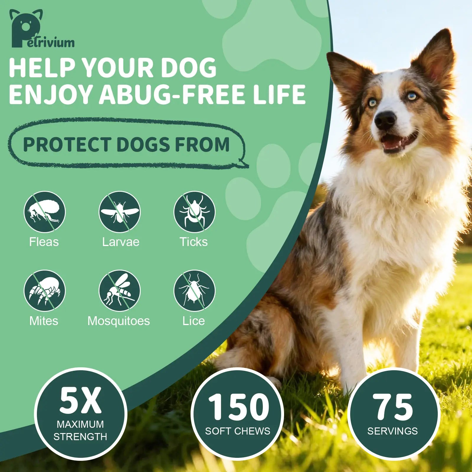 Petrivium Dog Flea & Tick Support Soft Chews - 150 Count Natural Oral Supplement for All Breeds and Sizes - Chicken Flavor